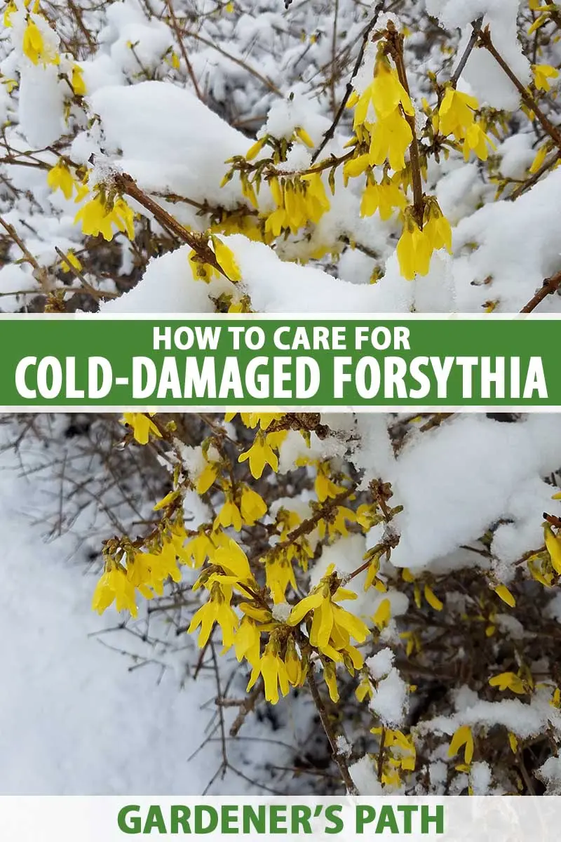 How to cover forsythia for the winter: caring for flowers in the fall, preparing a shelter in the suburbs and other areas