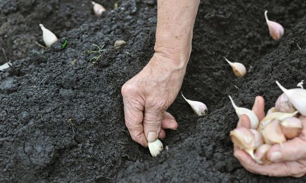 How to cover garlic for the winter and whether it should be done: preparing the plant for frost, warming the beds with sawdust, agrofibre