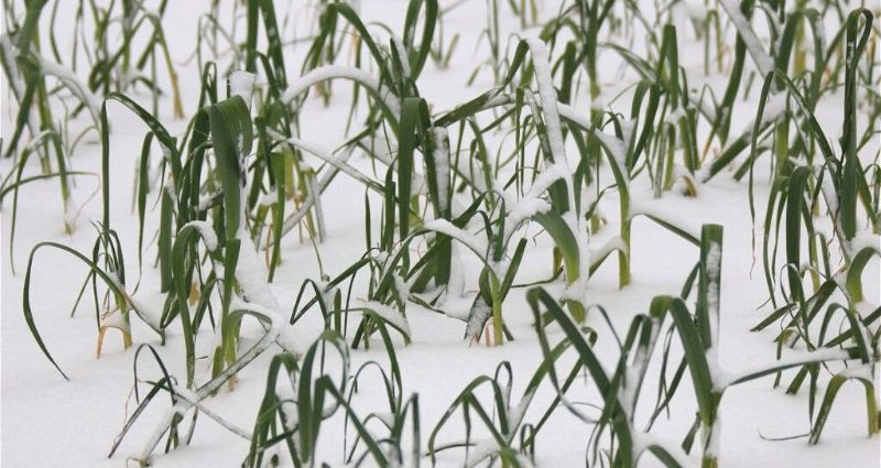 How to cover garlic for the winter and whether it should be done: preparing the plant for frost, warming the beds with sawdust, agrofibre