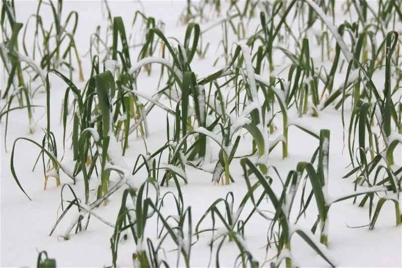 How to cover garlic for the winter and whether it should be done: preparing the plant for frost, warming the beds with sawdust, agrofibre