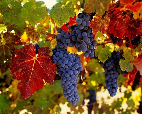 How to cover grapes for the winter in the Volga region