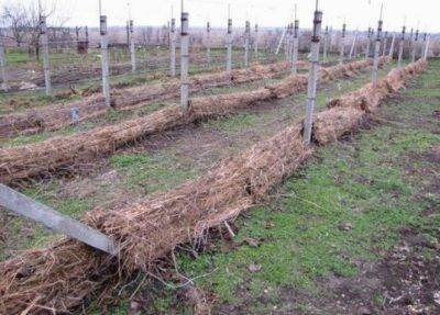 How to cover grapes for the winter in the Volga region