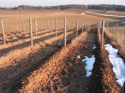 How to cover grapes for the winter in the Volga region