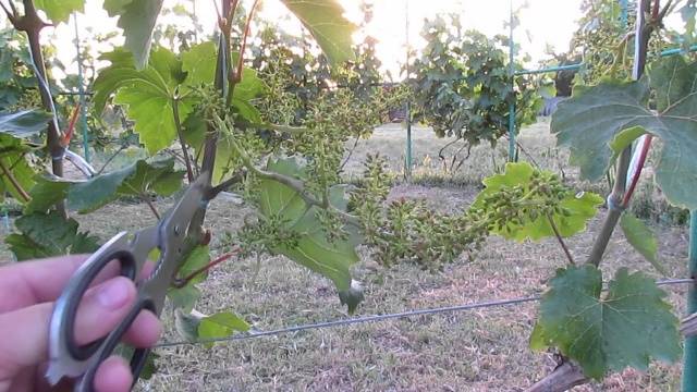 How to cover grapes for the winter in the Volga region