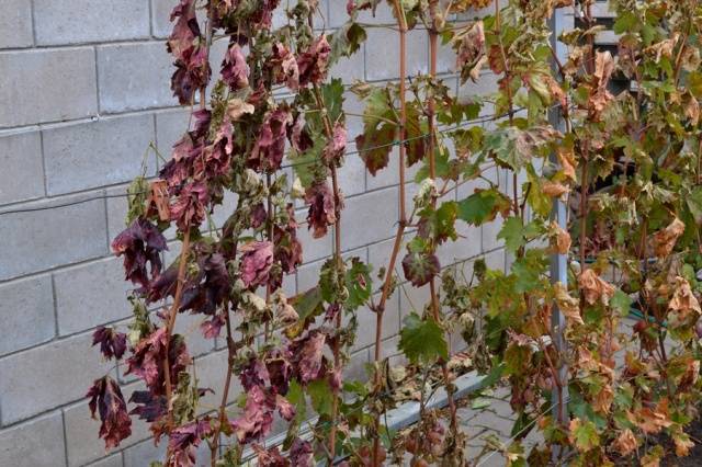 How to cover grapes for the winter in the Volga region