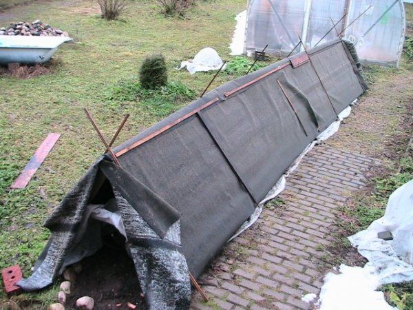 How to cover grapes for the winter: the right shelter and the choice of covering material