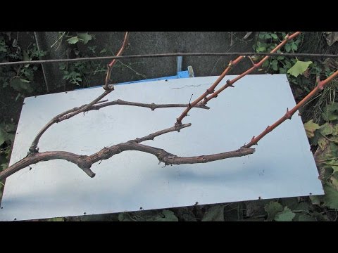 How to cover grapes for the winter: the right shelter and the choice of covering material