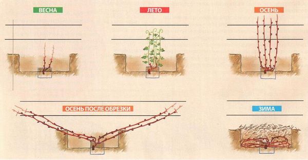 How to cover grapes for the winter: the right shelter and the choice of covering material