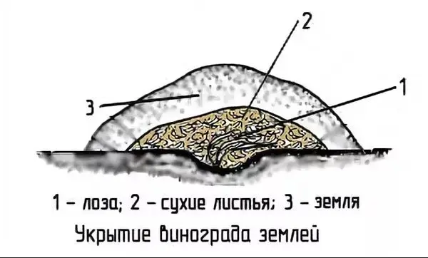 How to cover grapes for the winter: the right shelter and the choice of covering material