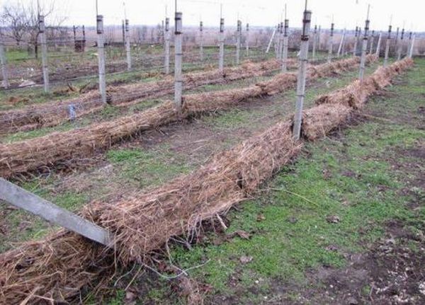 How to cover grapes for the winter: the right shelter and the choice of covering material