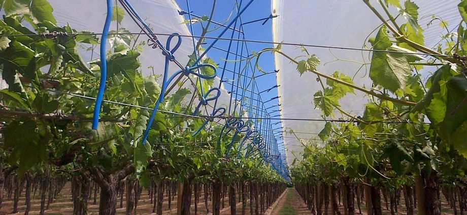 How to cover grapes for the winter: the right shelter and the choice of covering material