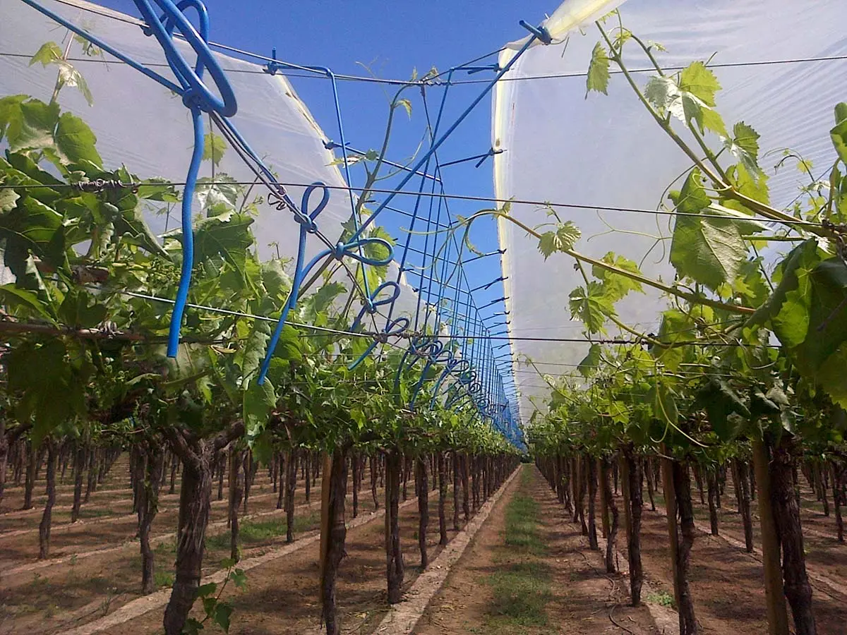 How to cover grapes for the winter: the right shelter and the choice of covering material