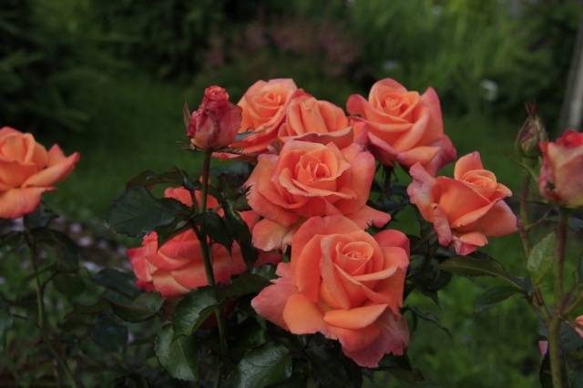 How to cover hybrid tea roses for the winter