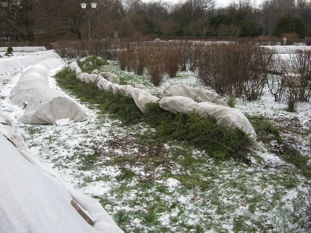 How to cover lavender for the winter: plant care in the fall in the country and shelter, pruning, preparation for wintering in the middle lane