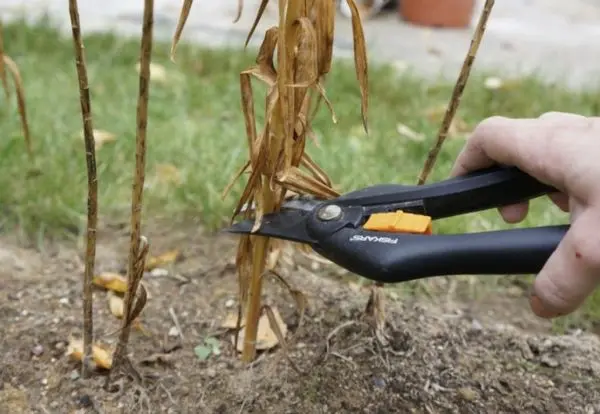 How to cover lilies for the winter: pruning, preparing flowers for wintering in the gardens of the middle lane, Moscow region and shelter with spruce branches