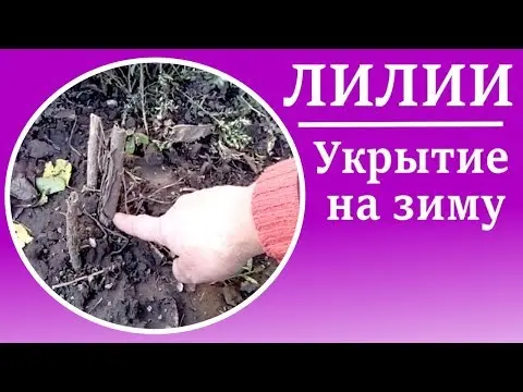 How to cover lilies for the winter: pruning, preparing flowers for wintering in the gardens of the middle lane, Moscow region and shelter with spruce branches