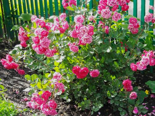 How to cover roses for the winter in Siberia