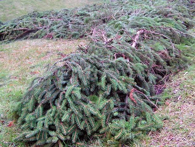 How to cover roses for the winter in Siberia