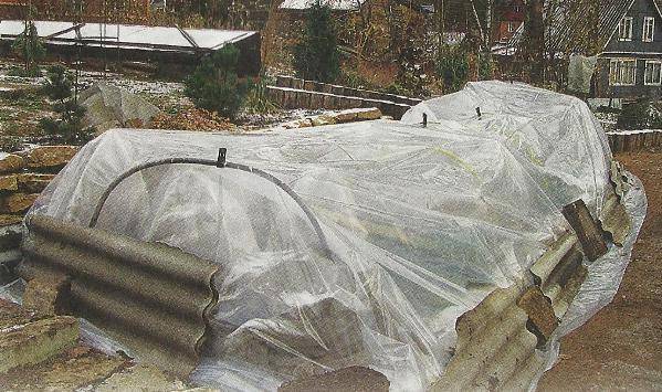 How to cover roses for the winter in Siberia