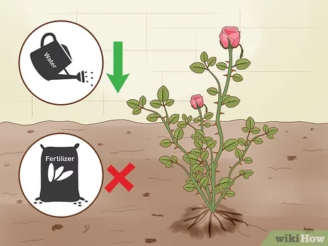 How to cover roses for the winter: methods for protecting flowers in the cold season