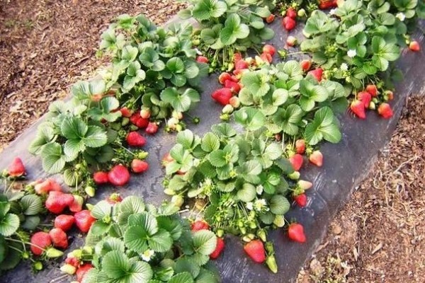 How to cover strawberries for the winter: the choice of material and method