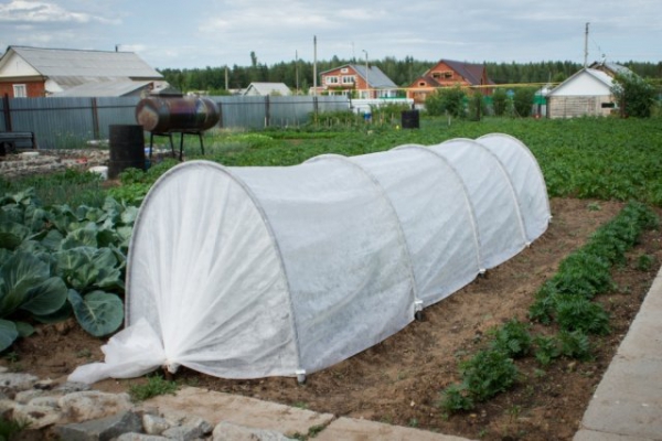 How to cover strawberries for the winter: the choice of material and method