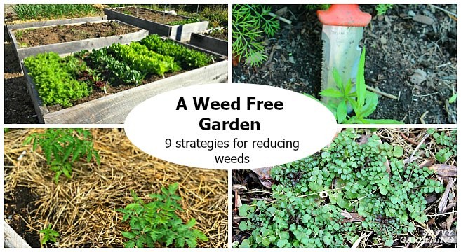 How to cover the ground so that weeds do not grow 