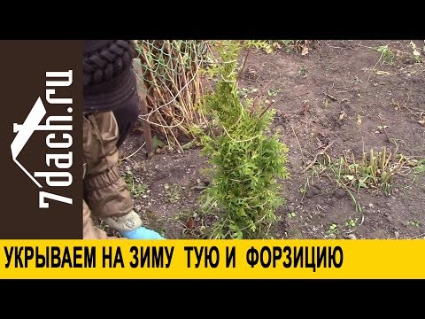 How to cover thuja for the winter: leaving in the fall, preparing for lower temperatures and creating a shelter in the suburbs, in the Urals