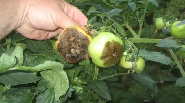 How to cultivate the land after late blight of tomatoes 