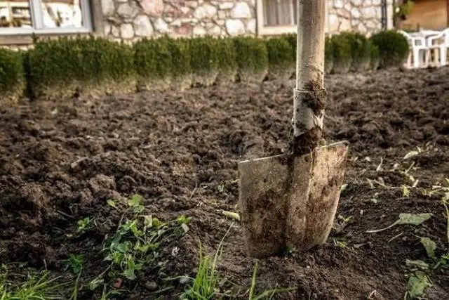 How to cultivate the land after late blight of tomatoes 