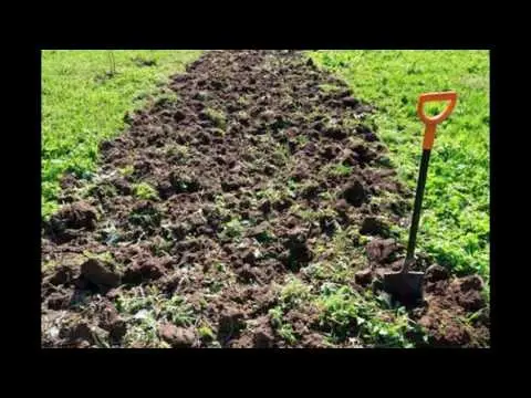 How to cultivate the land after late blight of tomatoes 