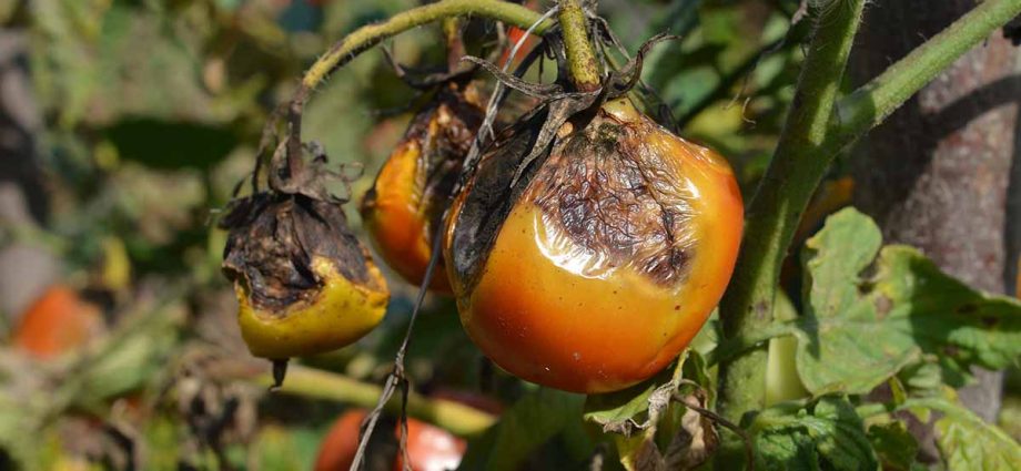 How to cultivate the land after late blight of tomatoes 