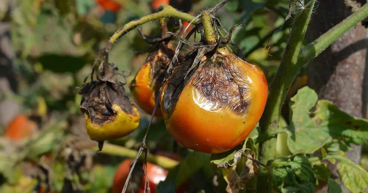 How to cultivate the land after late blight of tomatoes 