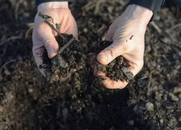 How to cultivate the land in a greenhouse before planting