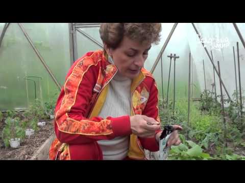 How to cultivate the land in a greenhouse before planting