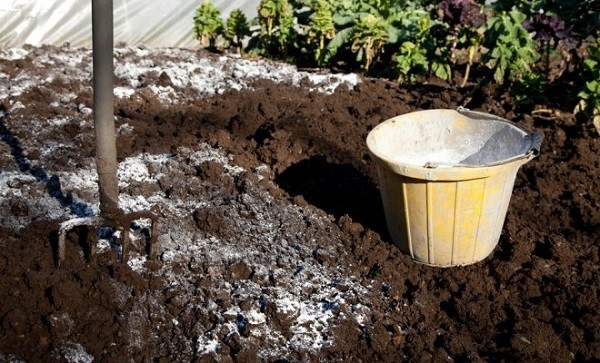 How to cultivate the land in a greenhouse before planting