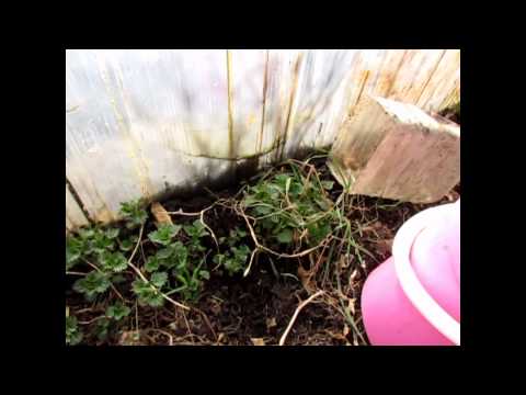 How to cultivate the land in a greenhouse before planting