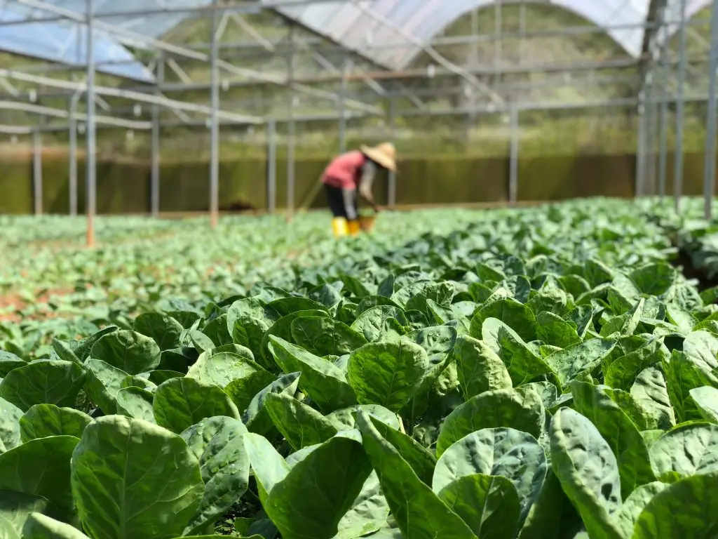 How to cultivate the land in a greenhouse before planting