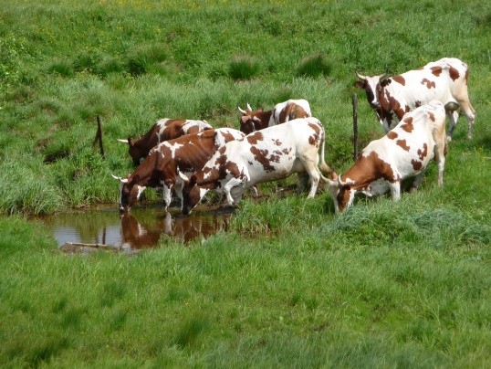 How to cure foot rot in a cow