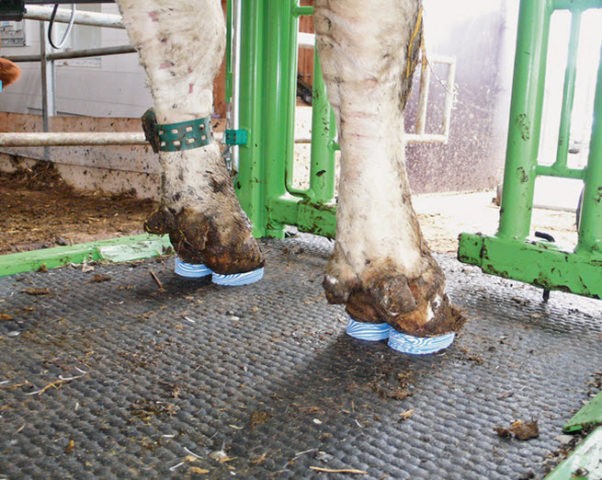 How to cure foot rot in a cow