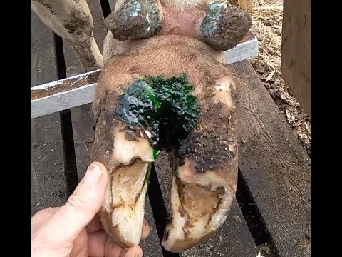 How to cure foot rot in a cow