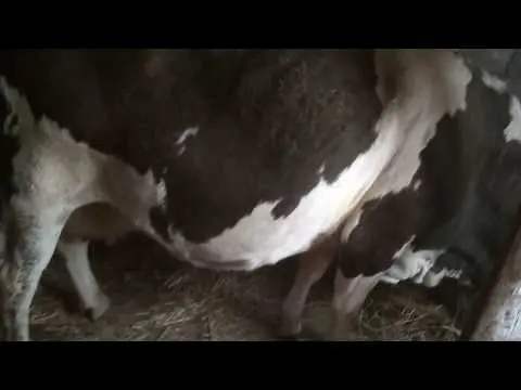 How to cure foot rot in a cow