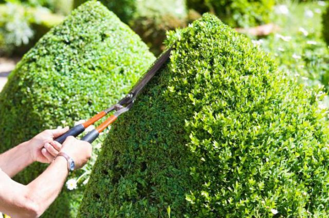 How to cut a Cossack juniper