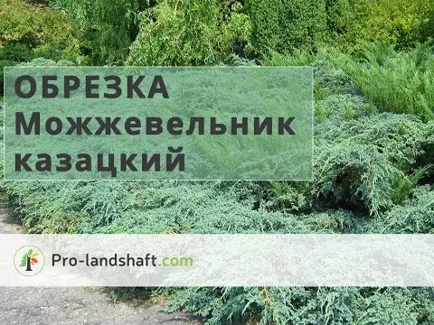 How to cut a Cossack juniper