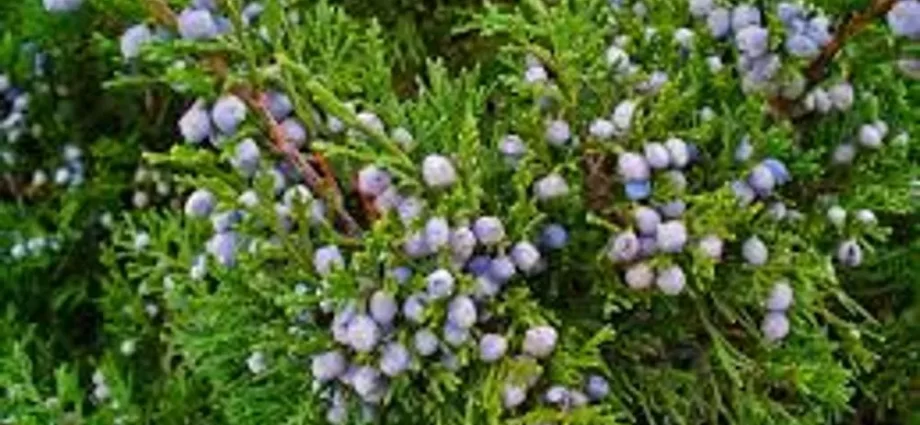 How to cut a Cossack juniper