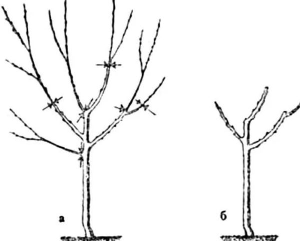 How to cut a peach in autumn: a diagram