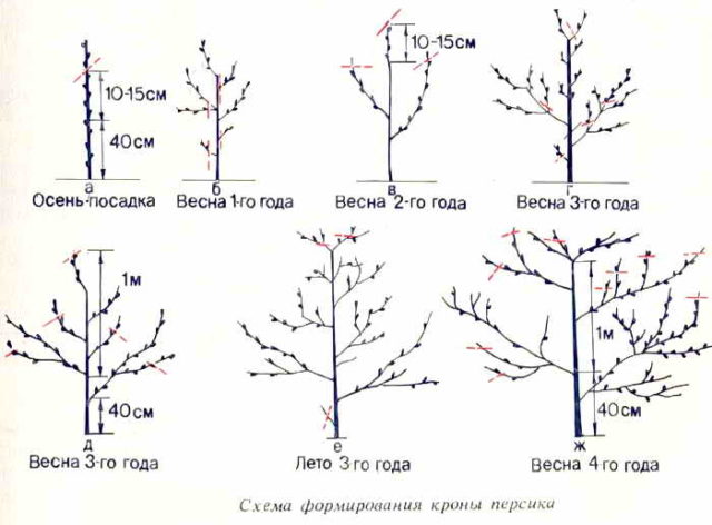 How to cut a peach in autumn: a diagram