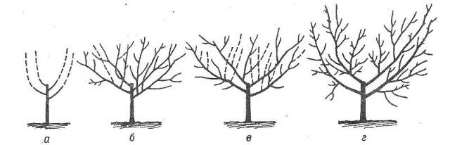 How to cut a peach in autumn: a diagram