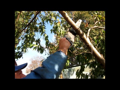 How to cut a peach in autumn: a diagram