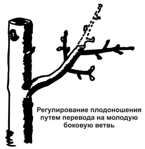 How to cut a peach in autumn: a diagram